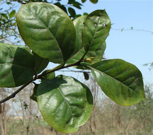 Ehretia aspera